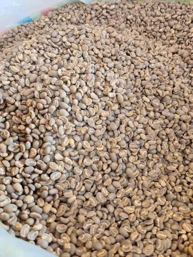 Aceh Gayo G1 Green Beans