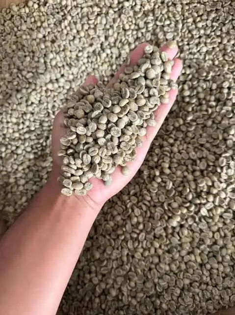 Toraja Sapan Green Beans